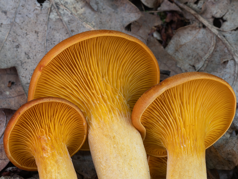 Omphalotus olearius